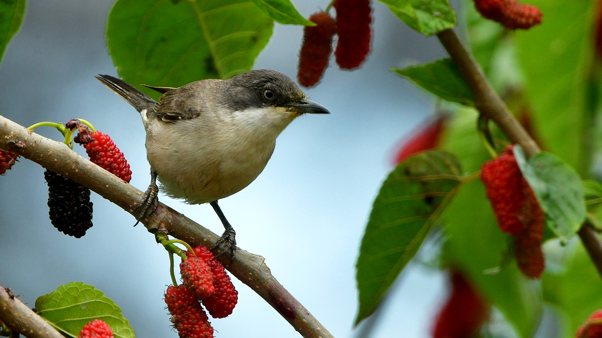 Eastern Orphean Warbler